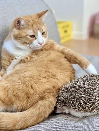 ネコvs雪だるま さんて