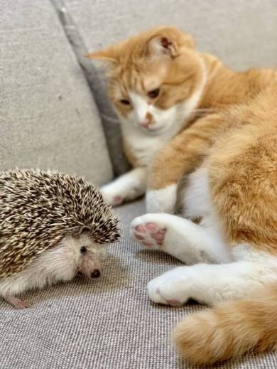 ネコvs雪だるま さんて