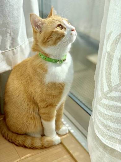 ネコvs雪だるま さんて