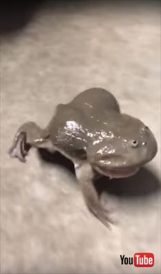 カエル