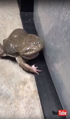 カエル