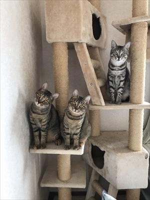 見つめてくる猫ちゃんたち