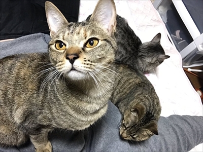見つめてくる猫ちゃんたち