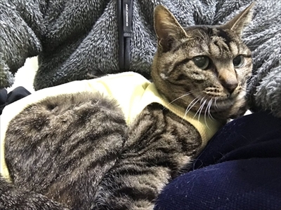 見つめてくる猫ちゃんたち