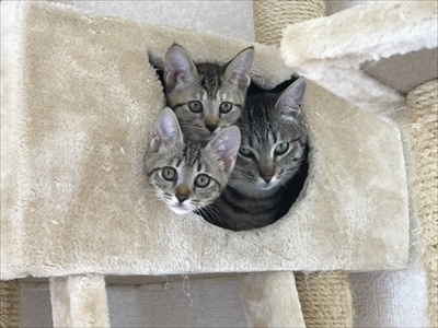 見つめてくる猫ちゃんたち