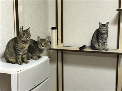 見つめてくる猫ちゃんたち