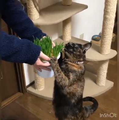 猫草 待ちきれない がっつく サビ柄 猫