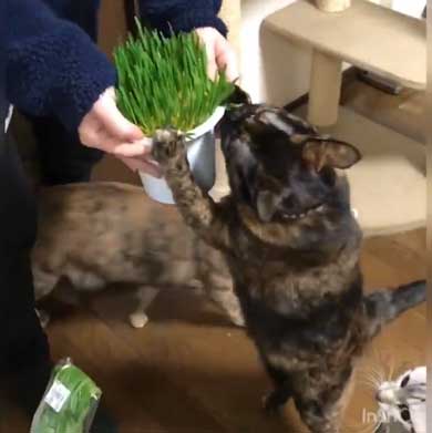 猫草 待ちきれない がっつく サビ柄 猫
