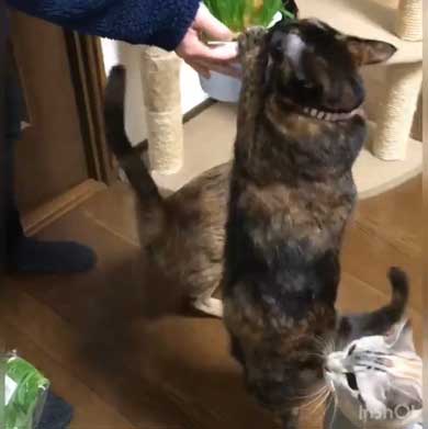 猫草 待ちきれない がっつく サビ柄 猫