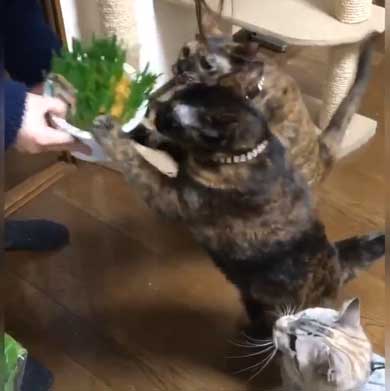 猫草 待ちきれない がっつく サビ柄 猫