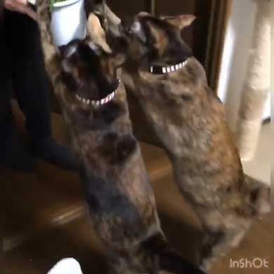 猫草 待ちきれない がっつく サビ柄 猫