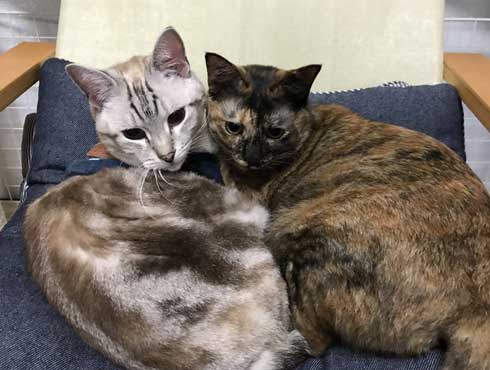 猫草 待ちきれない がっつく サビ柄 猫