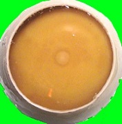 ひよこちゃん誕生