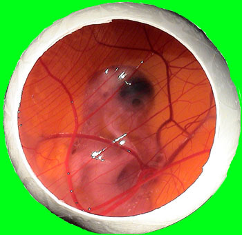 ひよこちゃん誕生