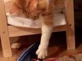 人の手も借りたいニャ　落としたオモチャを拾いたいぽっちゃり猫さんの横着っぷりがかわいい