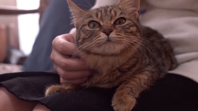 にゃんチューバー