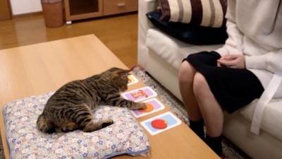 にゃんチューバー