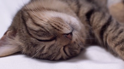 にゃんチューバー