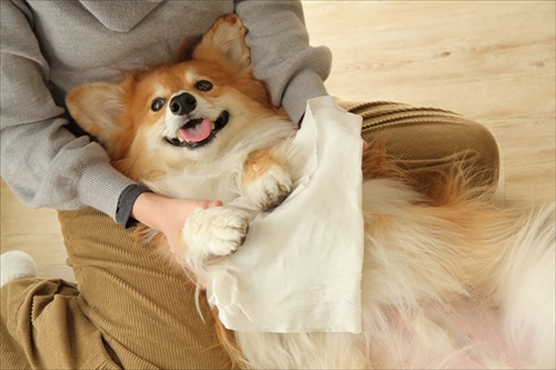 docdogボディタオル