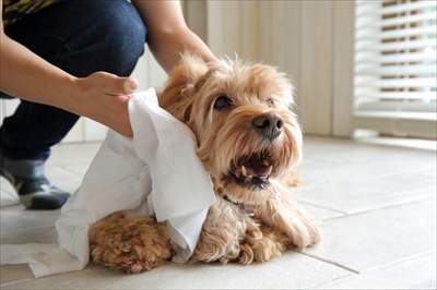 docdogボディタオル