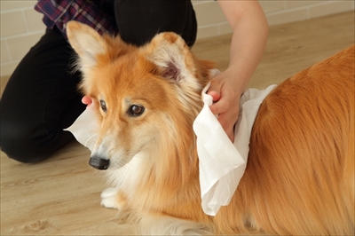 docdogボディタオル