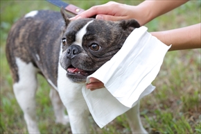 docdogボディタオル