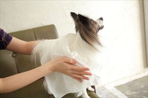 docdogボディタオル