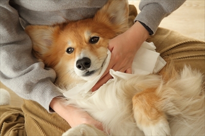 docdogボディタオル