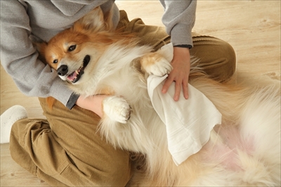 docdogボディタオル