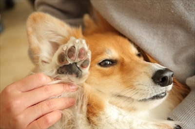 docdogボディタオル