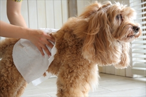 docdogボディタオル