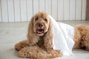 docdogボディタオル