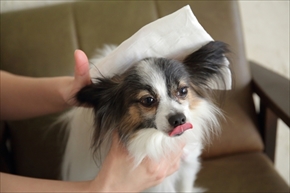 docdogボディタオル