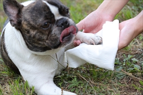 docdogボディタオル