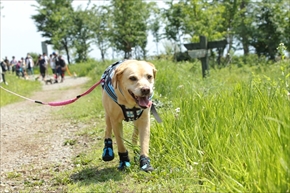 docdogボディタオル