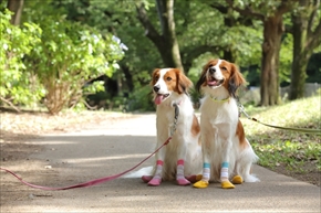 docdogボディタオル