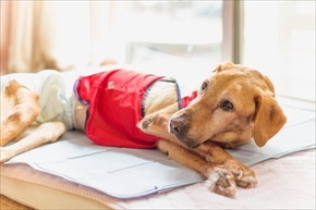 docdogボディタオル