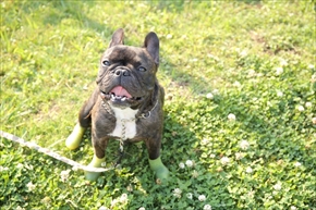 docdogボディタオル