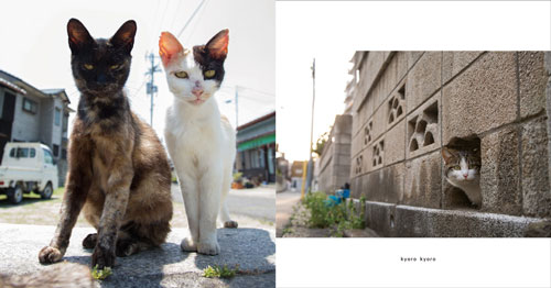 にゃんこアップ