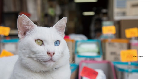 オッドアイ白猫