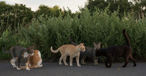 草むら猫集会