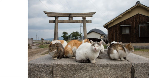 鳥居と猫集会