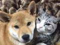 イヌとネコを一緒に飼ってケンカしないんですか？　疑問に答える仲良し家族写真があったかい