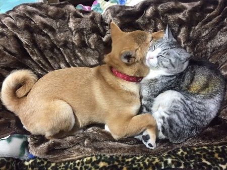仲良し犬と猫 はるお