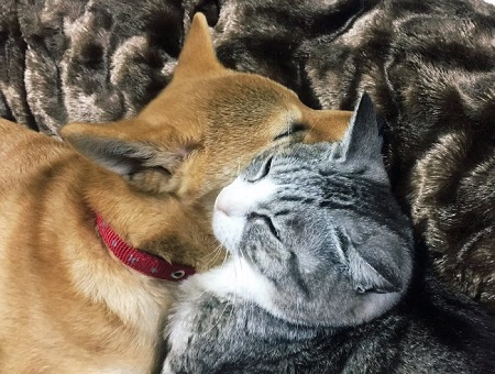 仲良し犬と猫 はるお