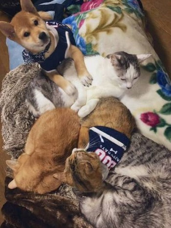 仲良し犬と猫 はるお