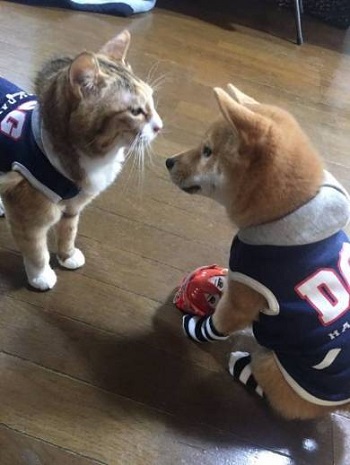 仲良し犬と猫 はるお