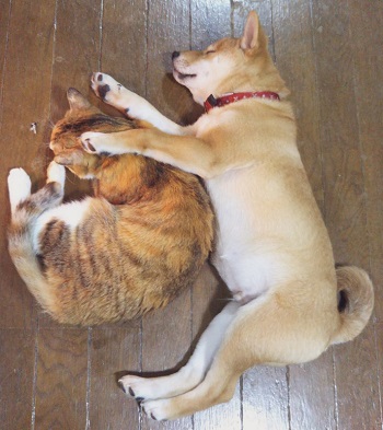仲良し犬と猫 はるお