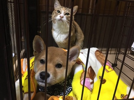 仲良し犬と猫 はるお