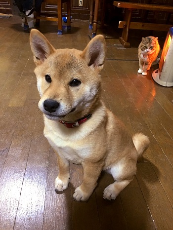 仲良し犬と猫 はるお